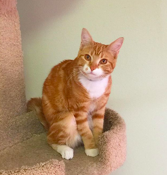 What We Do Coombs Kennels